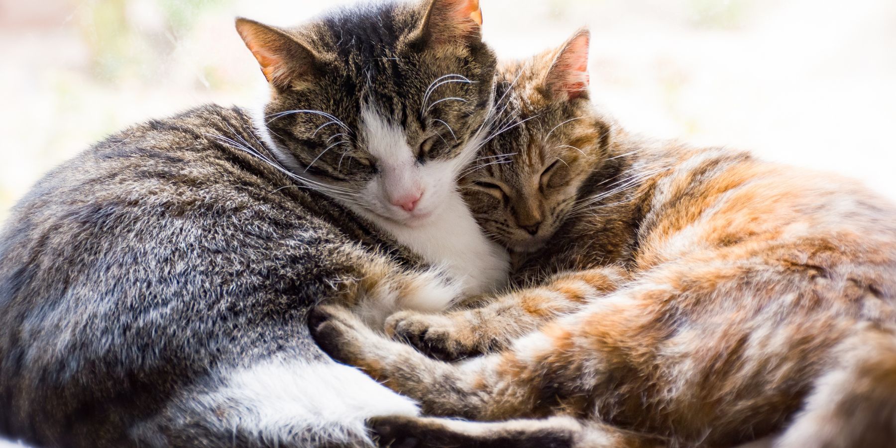 Male vs. Female Cats: Health Considerations and Care Tips