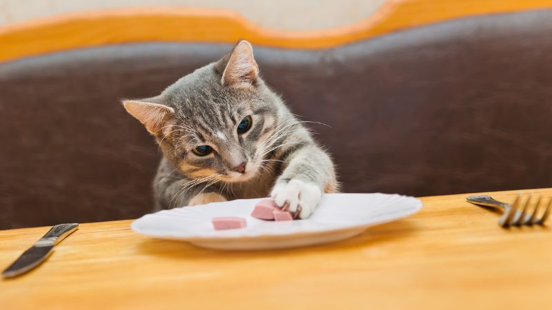 Do Cats Need to Drink Water if They Eat Wet Food?